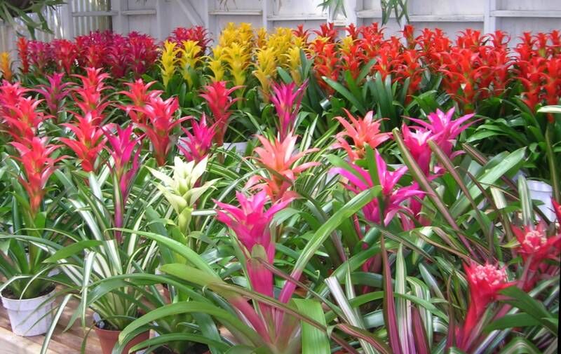 Stephward Estate Country House South Coast Business Directory Stephward Estate Country House Exotic Nursery