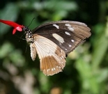 Butterfly Valley Butterfly Farm