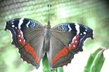 Butterfly Valley Butterfly Farm