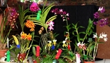 Stephward Estate Country House - Exotic Nursery