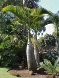 Spargs Palms