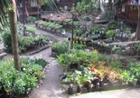 Paradise Plants & Landscaping