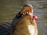 Riverbend Crocodile Farm