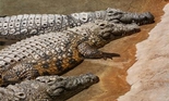 Riverbend Crocodile Farm