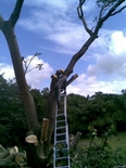 South Coast Tree Felling