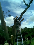 South Coast Tree Felling