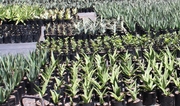 Indigiflora Nursery