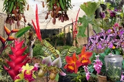 Stephward Estate Country House - Exotic Nursery